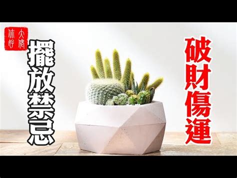 仙人掌放廁所|【仙人掌放廁所】廁所放仙人掌妙用多！消除壞情緒，居家風水都。